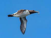 Guillemot de Troïl