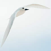 White Tern