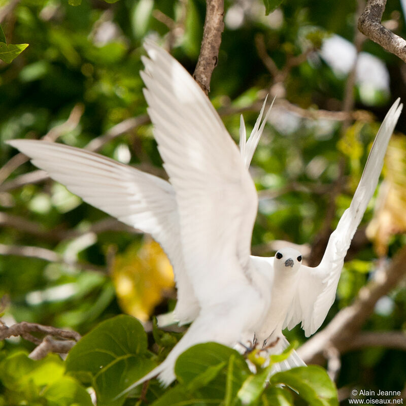 White Tern, Flight