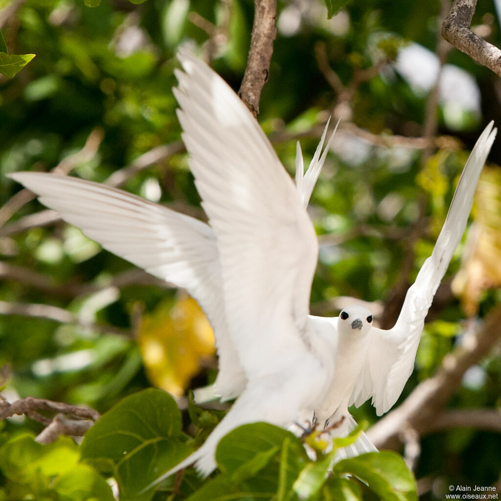 Gygis blanche, Vol