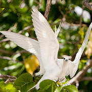 White Tern