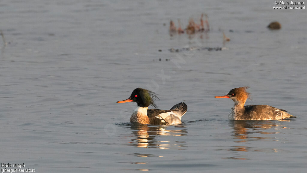 Red-breasted Merganseradult, swimming