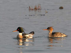 Red-breasted Merganser