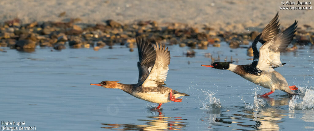 Red-breasted Merganseradult, Flight