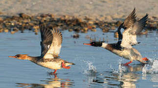 Red-breasted Merganser