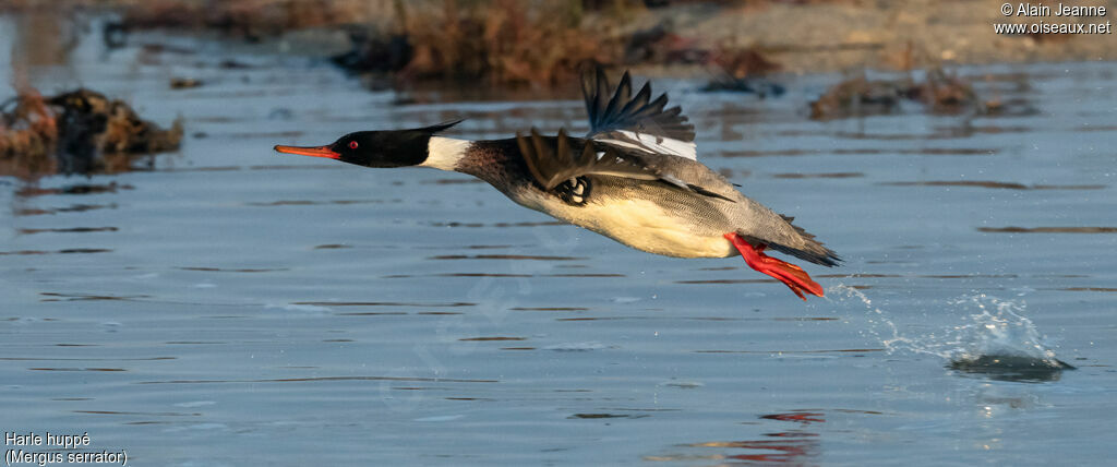 Red-breasted Merganser, Flight