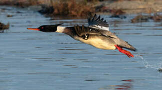 Red-breasted Merganser