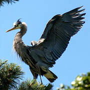 Grey Heron