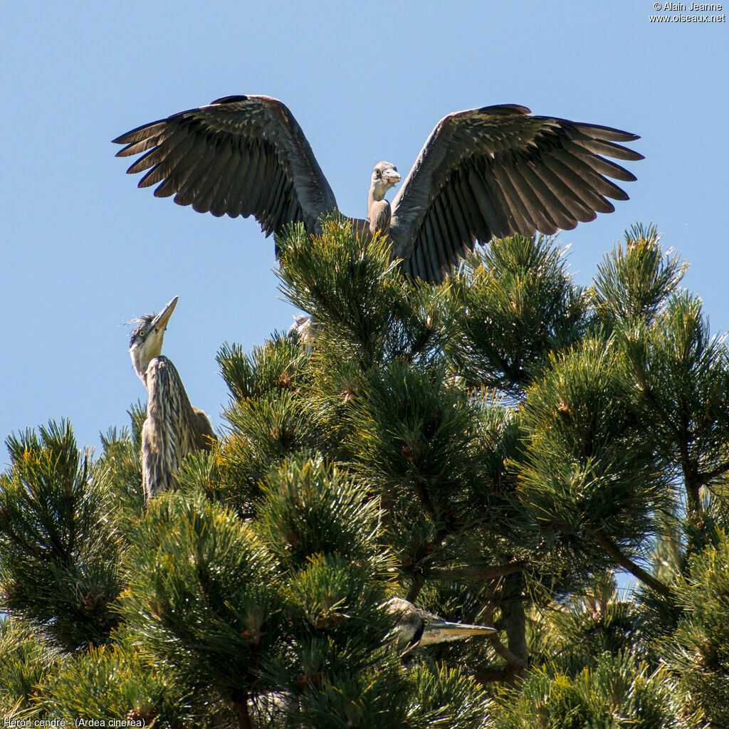 Grey Heron