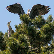 Grey Heron