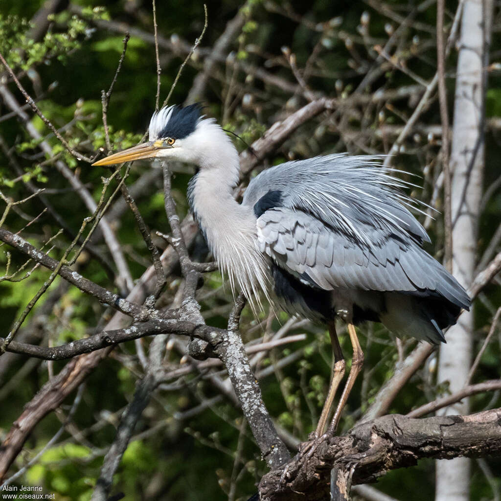 Grey Heronadult breeding, identification, Behaviour