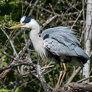 Grey Heron