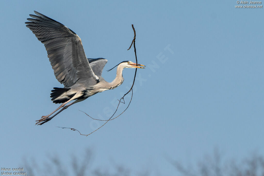 Grey Heronadult, identification, Reproduction-nesting