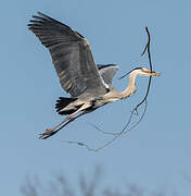 Grey Heron