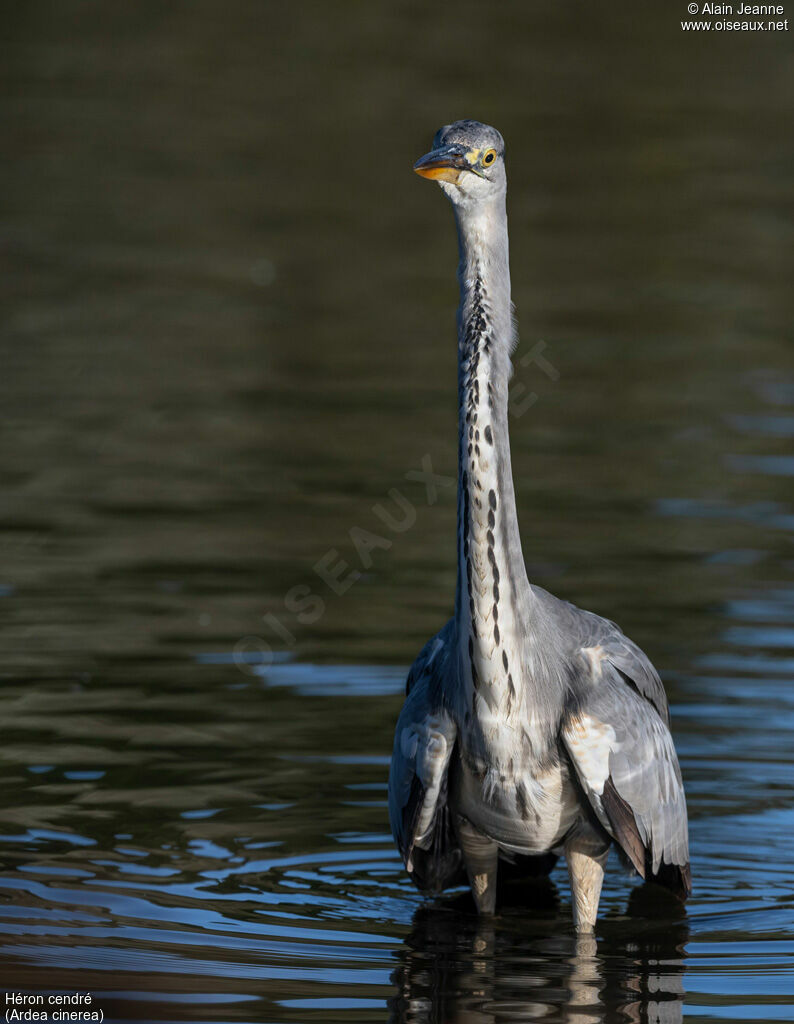 Héron cendré, pêche/chasse