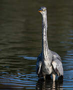 Grey Heron