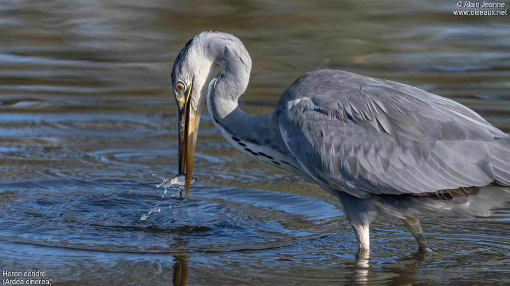 Grey Heron, fishing/hunting