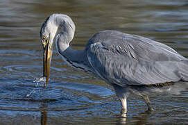 Grey Heron