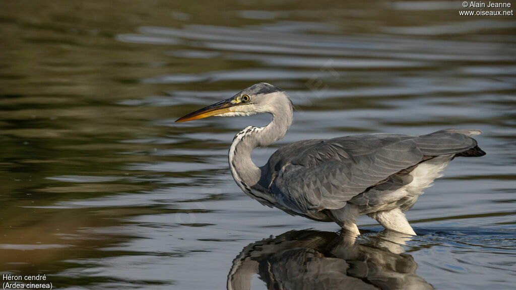 Grey Heron, fishing/hunting