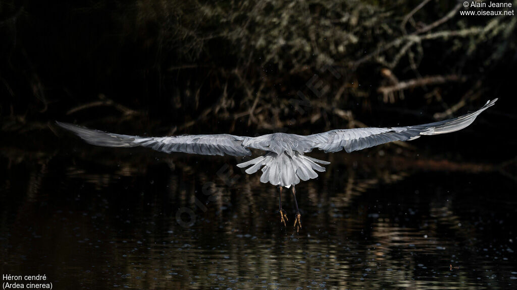 Grey Heron, Flight