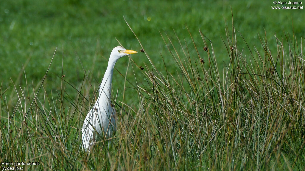 Western Cattle Egret, identification