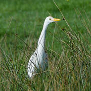 Western Cattle Egret