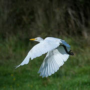 Western Cattle Egret