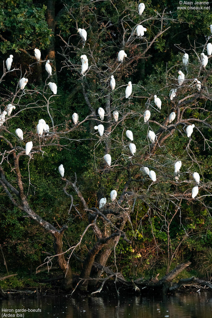 Western Cattle Egret