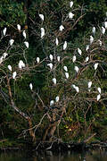 Western Cattle Egret