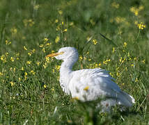 Western Cattle Egret