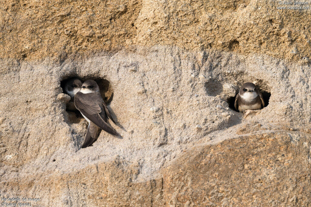 Sand Martinadult, Reproduction-nesting