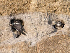 Sand Martin