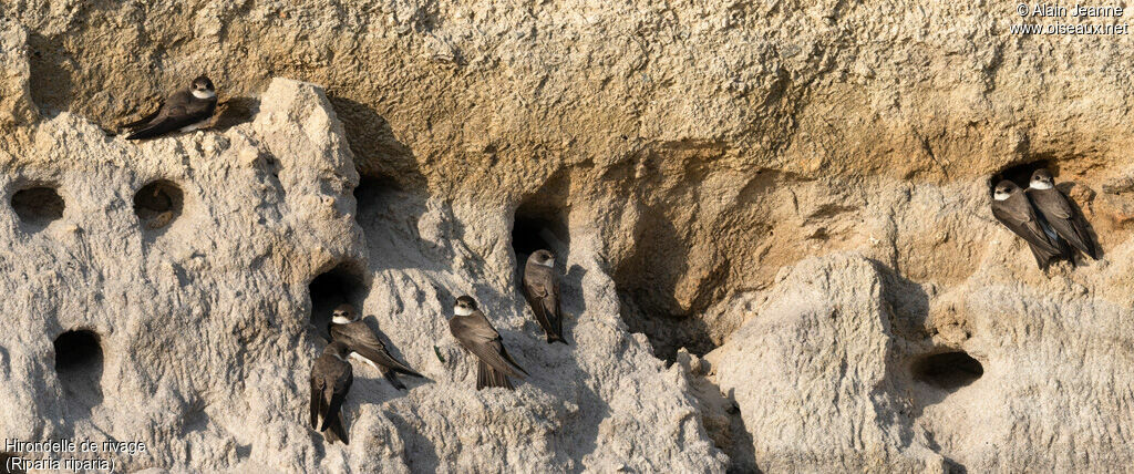 Sand Martin, Reproduction-nesting