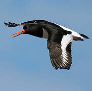 Eurasian Oystercatcher