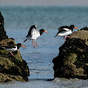 Eurasian Oystercatcher