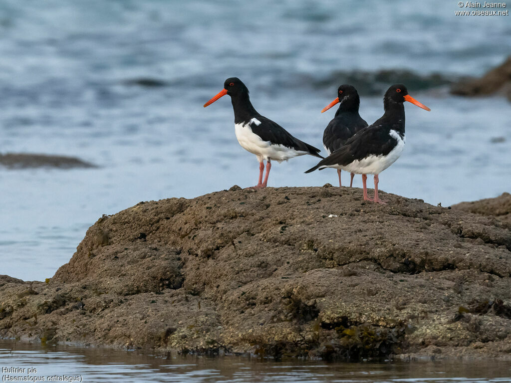 Eurasian Oystercatcher