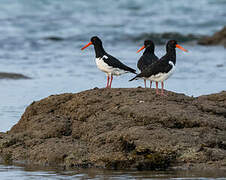 Eurasian Oystercatcher