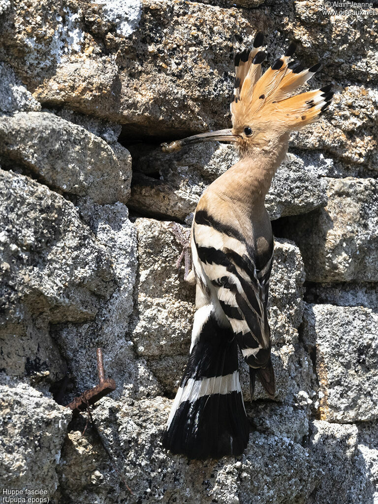 Eurasian Hoopoeadult, habitat