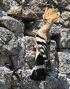 Eurasian Hoopoe