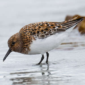 Bécasseau sanderling