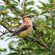 Cedar Waxwing