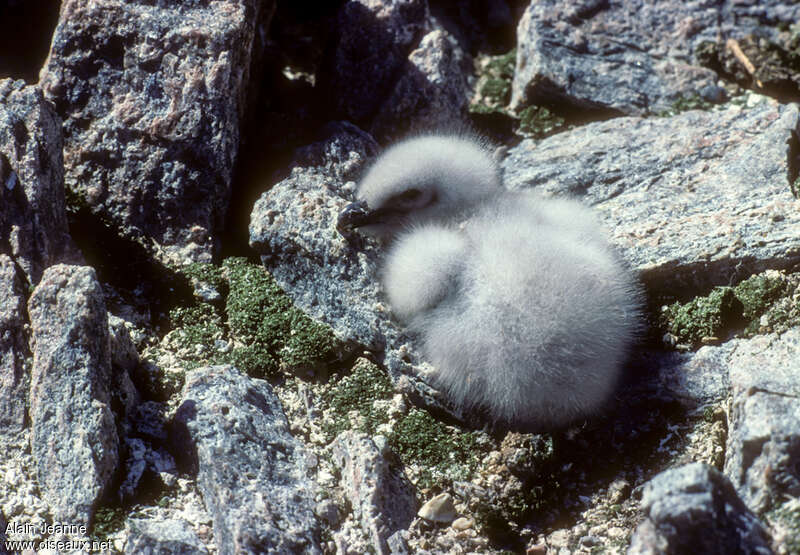 South Polar SkuaPoussin, identification