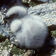 South Polar Skua