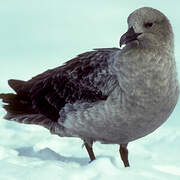 South Polar Skua