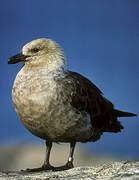 South Polar Skua