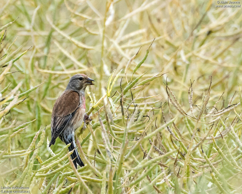 Common Linnetadult post breeding, eats