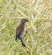 Common Linnet