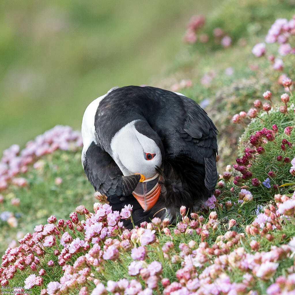 Atlantic Puffinadult, care, Behaviour