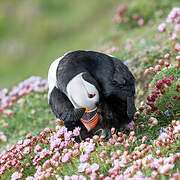 Atlantic Puffin