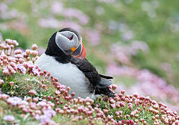 Atlantic Puffin